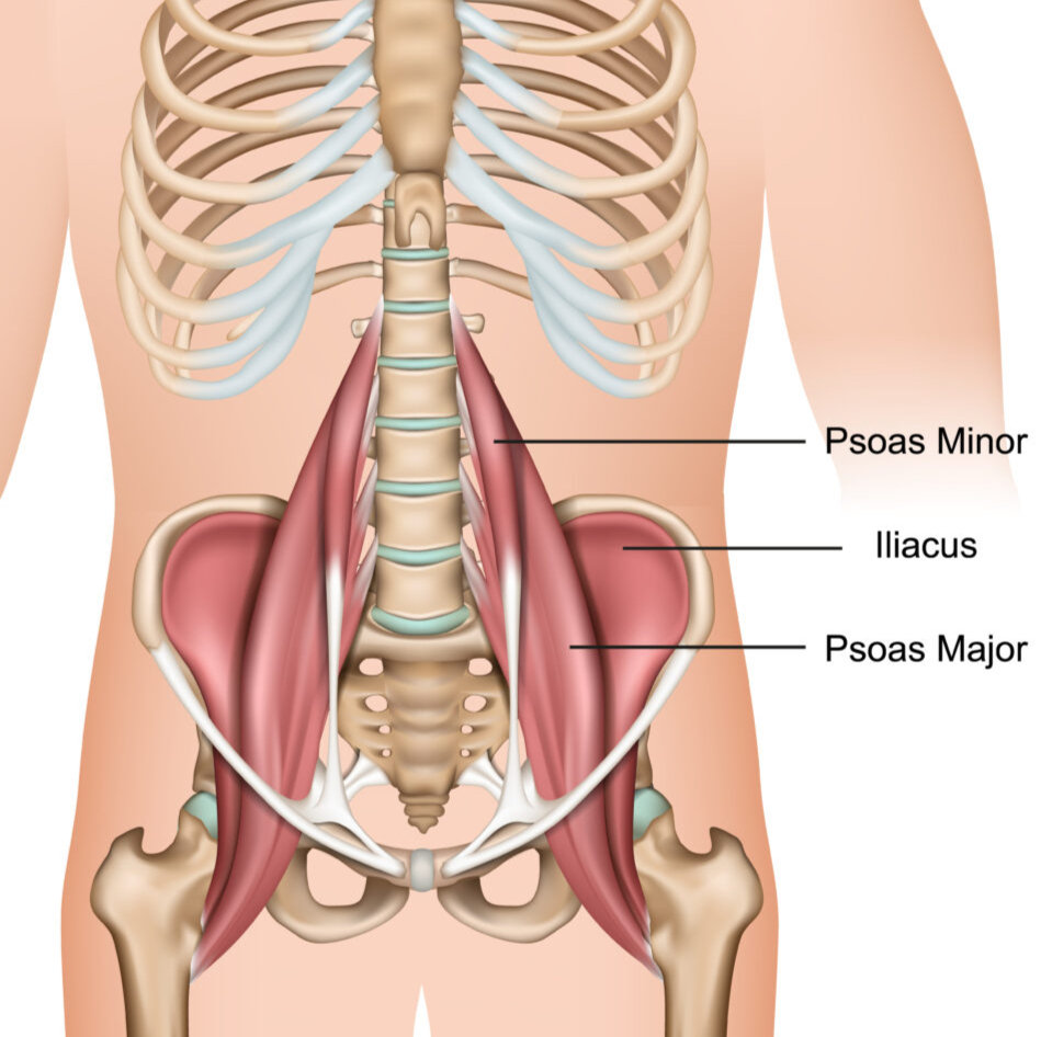 De Spier van de Ziel: Waarom de Psoas de Sleutel is tot Minder Stress