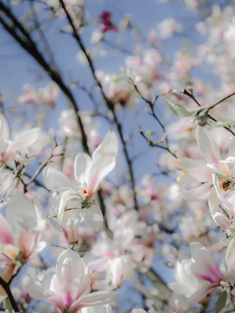 Lente als Portaal