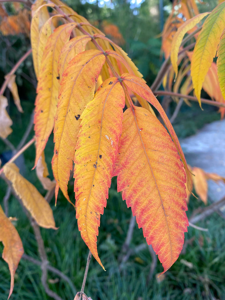 Waarom Je Zenuwstelsel Extra Ondersteuning Kan Gebruiken in de Herfst: TCM en Ayurvedische Inzichten