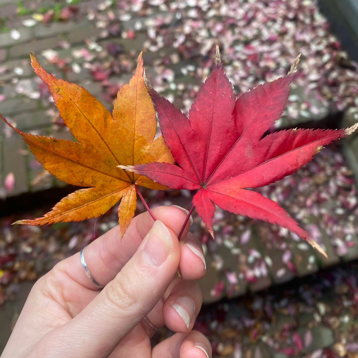 Yoga Nidrā voor de Herfst - Vertragen en Verzachten - twee esdoornbladeren, oranje en rood, in een hand - 21 minuten