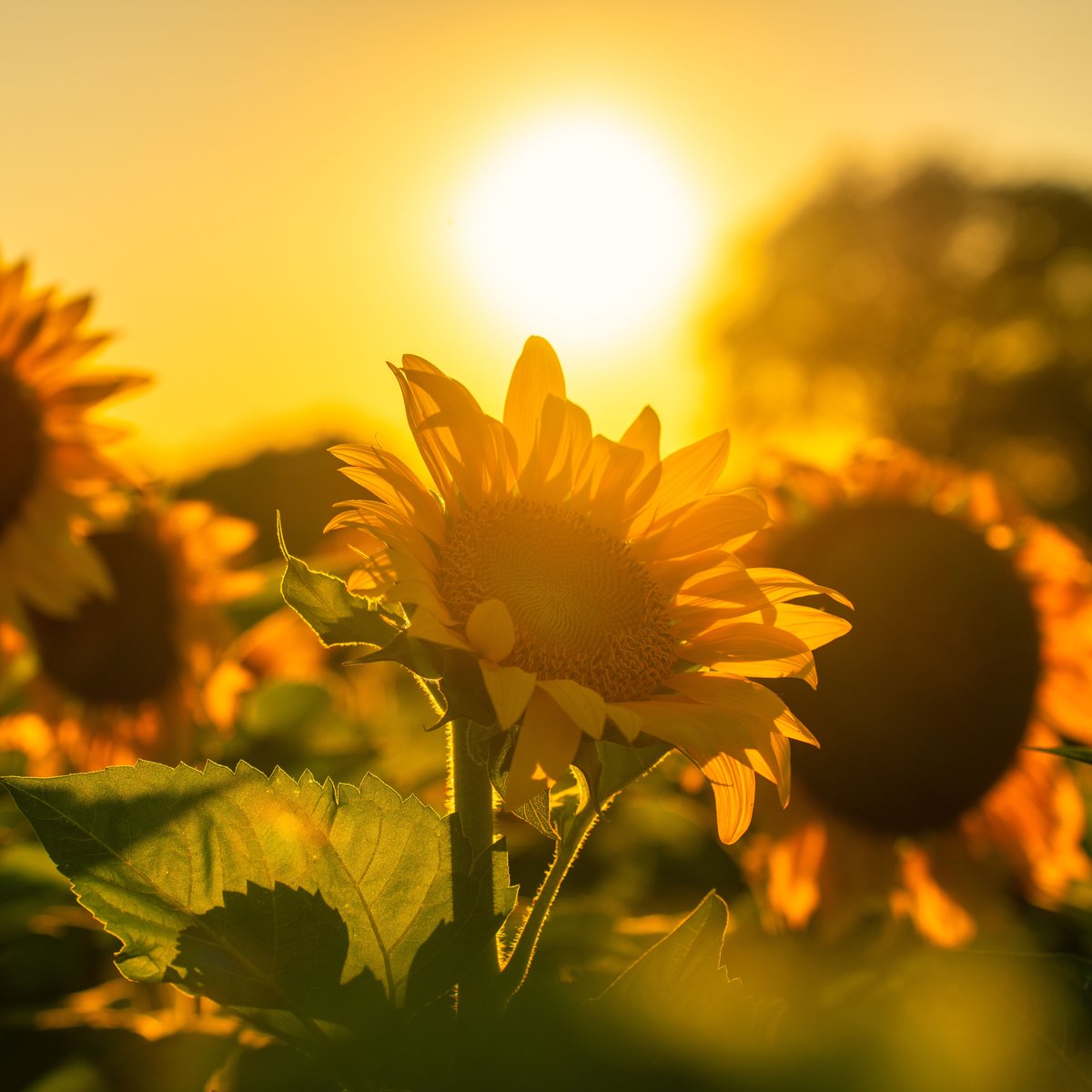 Yoga Nidrā voor de Nazomer - Wat Voedt Jou Echt? - een veld zonnebloemen in gouden avondlicht, de zon laag boven de horizon - 30 minuten