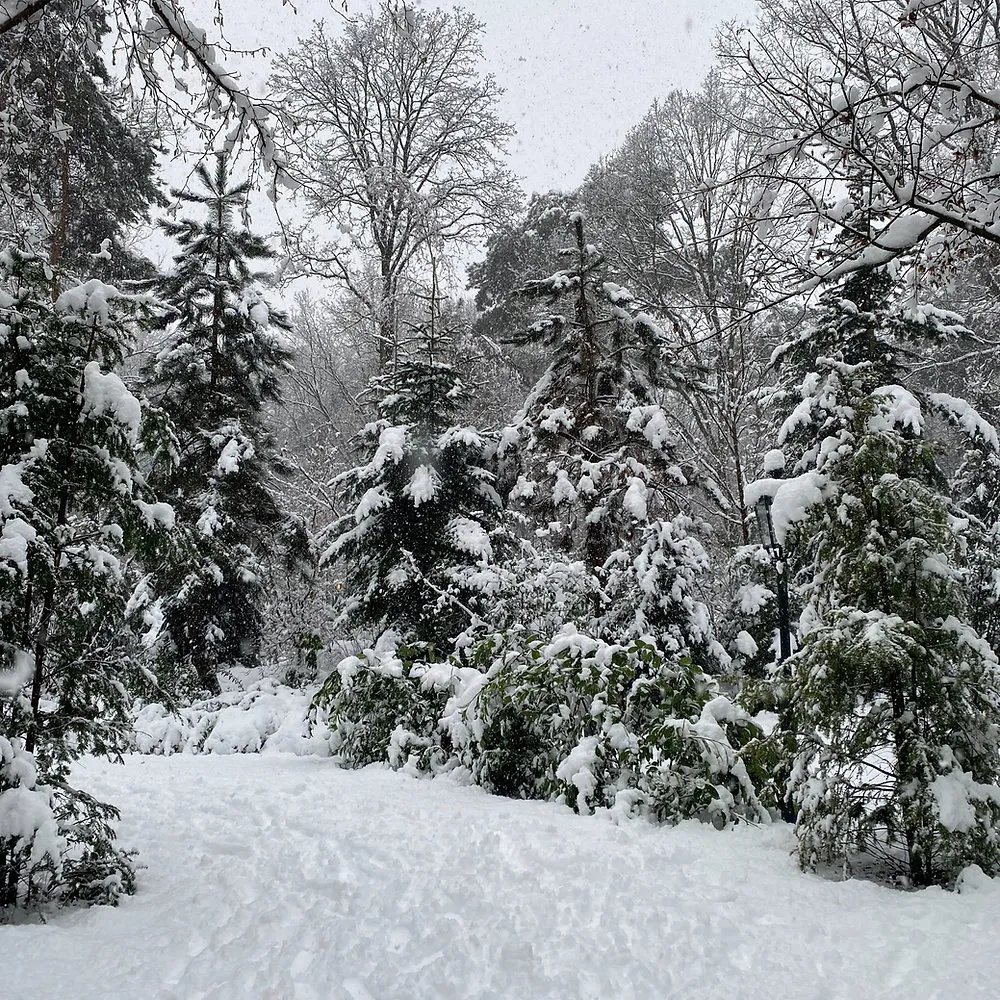Yoga Nidrā voor Diepe Winterrust