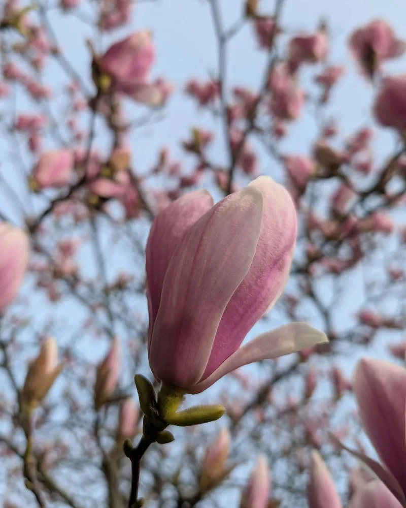 Lente Yoga Nidrā: Hout Element