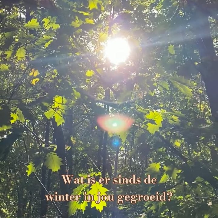 Video: zonlicht door jonge bladeren in het bos - wat is er sinds de winter in jou gegroeid?