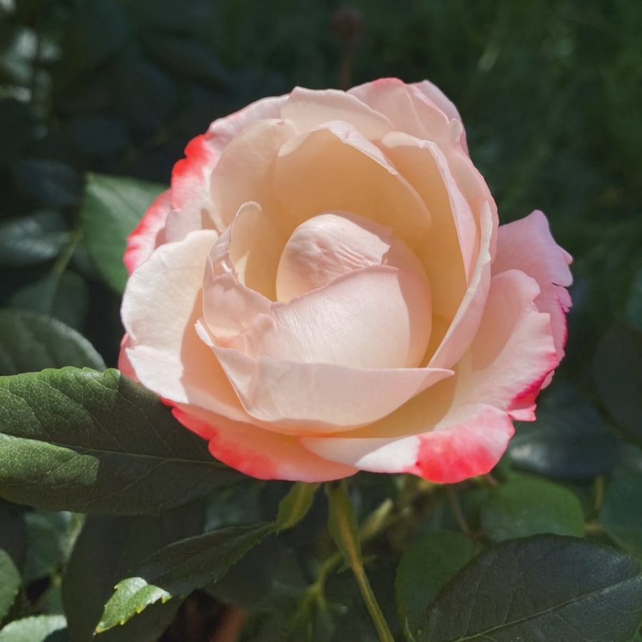 Close-up van een bloeiende roos in zacht roze en cr&egrave;me tinten