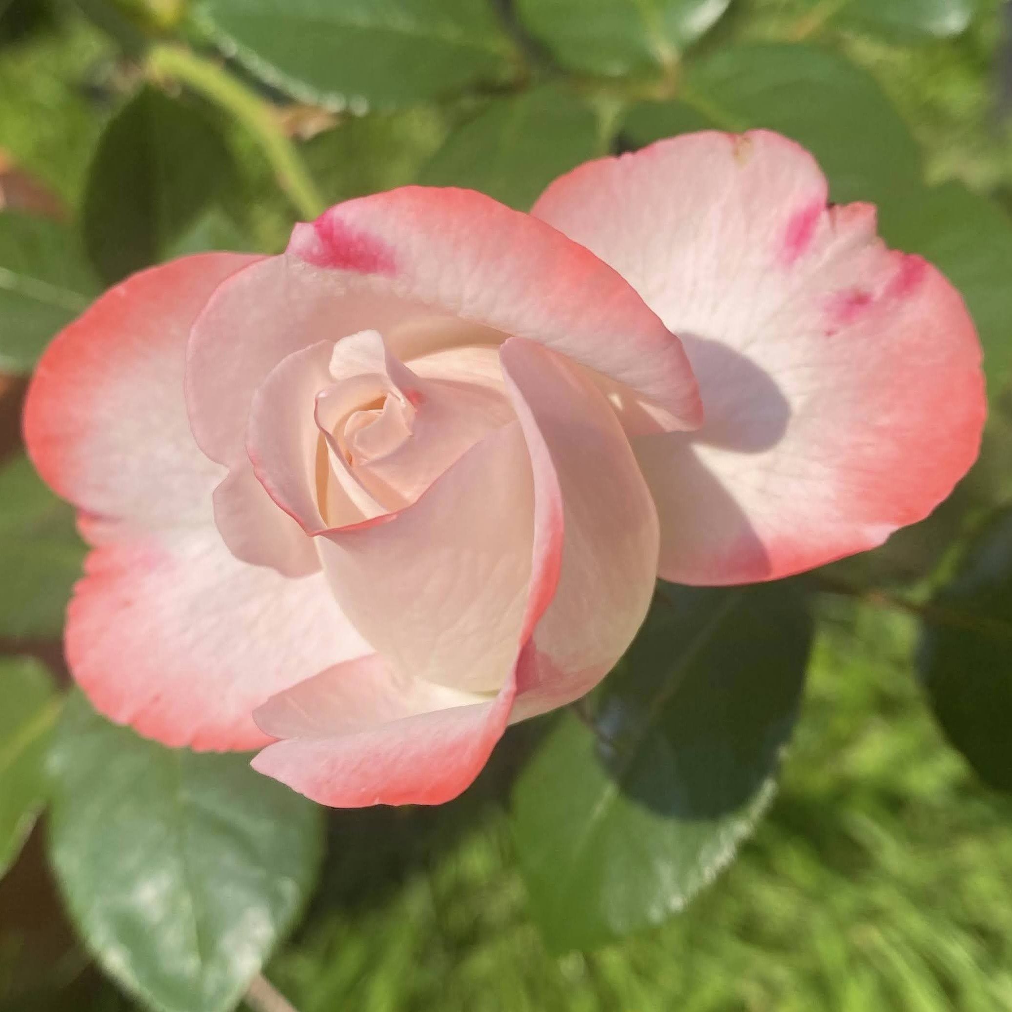 Roze roos in zonlicht - Studio Rose Moon